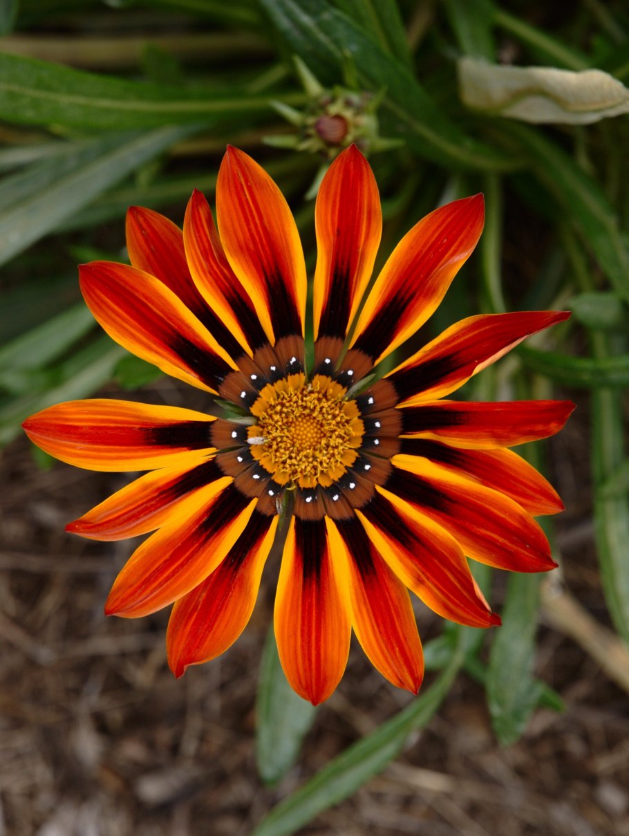 Гацания африканская ромашка