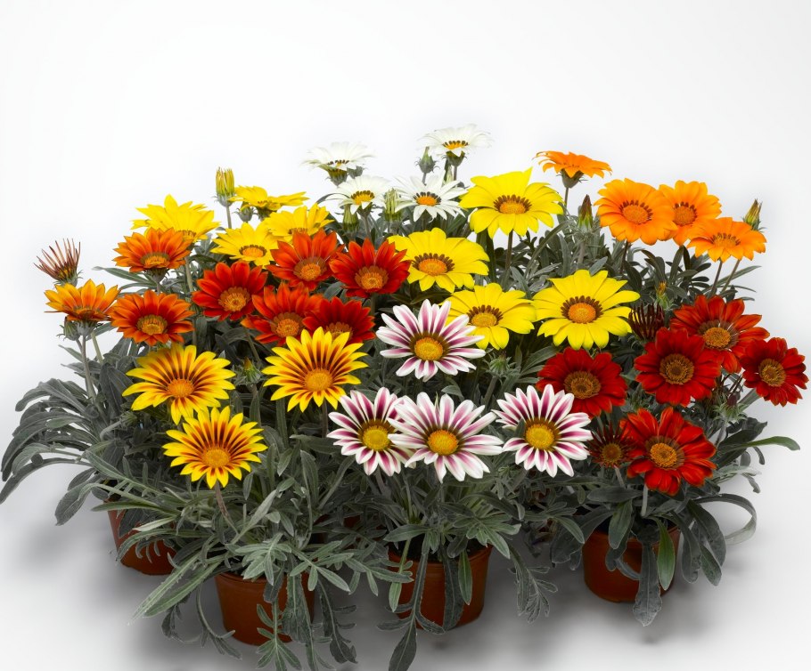 Гацания и газания