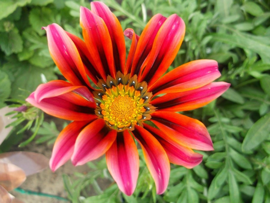 Гацания гибридная триада