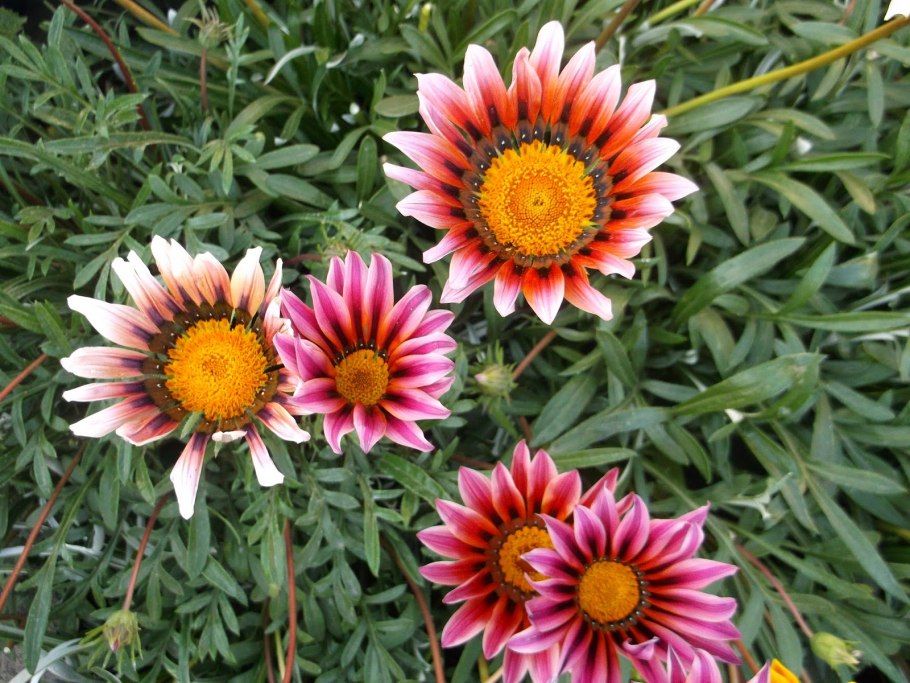 Гацания африканская ромашка