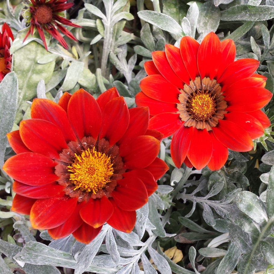 Газания фрости кисс ред'