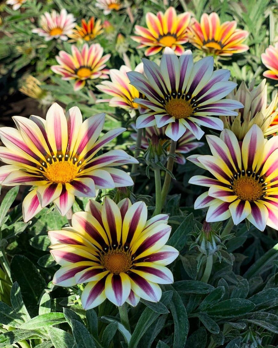 Гацания цветок многолетний