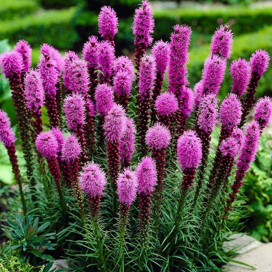 Лиатрис колосковый