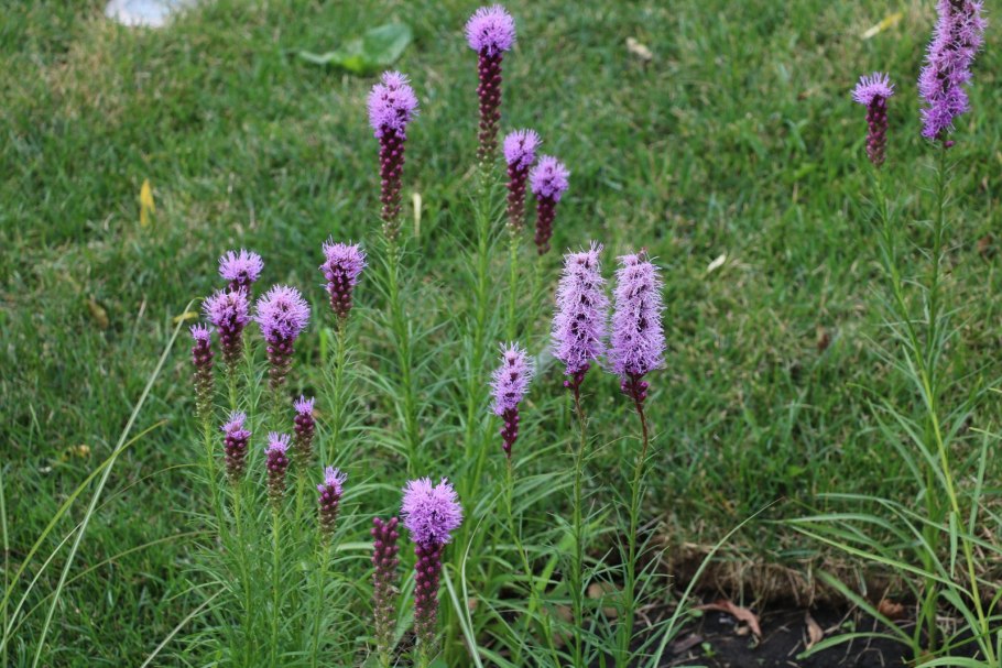 Лиатрис колосковый liatris spicata