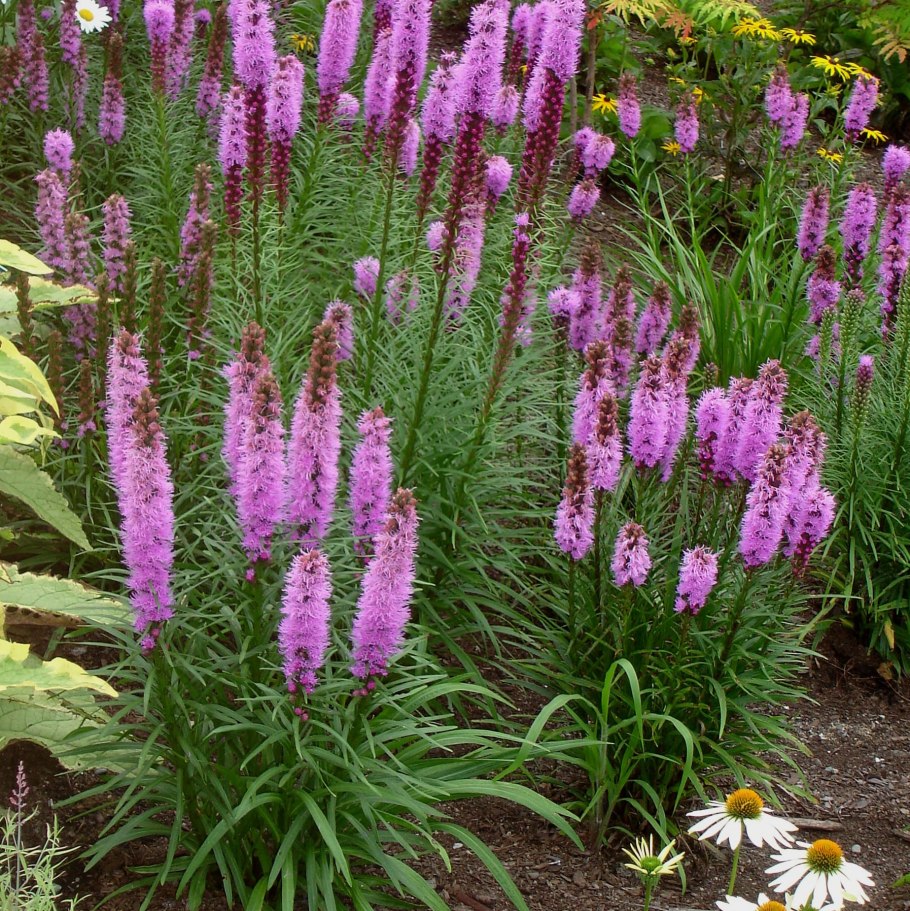 Liatris spicata