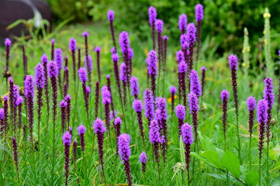 Liatris pycnostachya