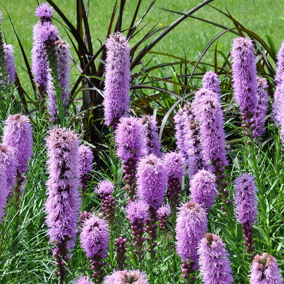 Лиатрис спиката