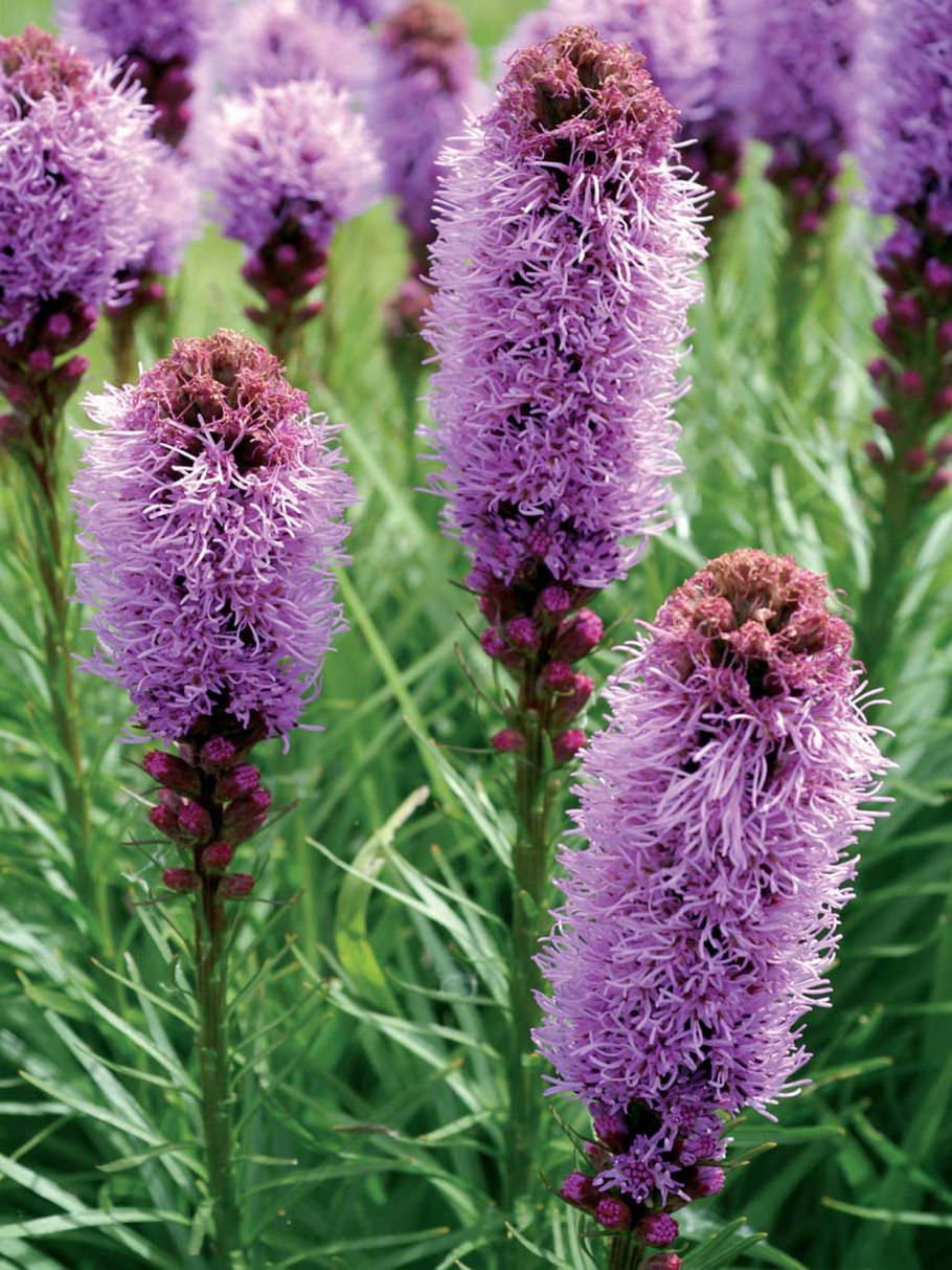 Лиатрис колосковый флористан вайолет