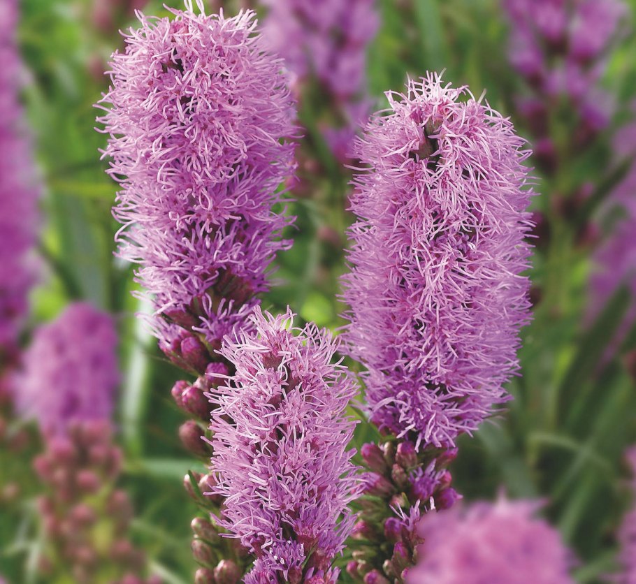 Лиатрис колосковый кобольд