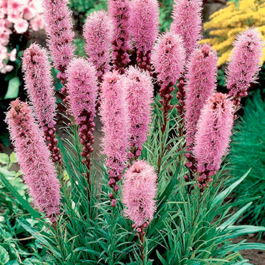 Лиатрис спиката spicata