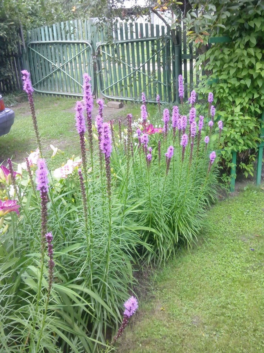 Лиатрис колосковый флористан виолетт