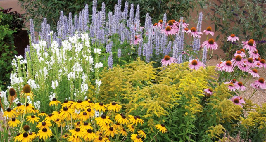 Рудбекия на клумбе