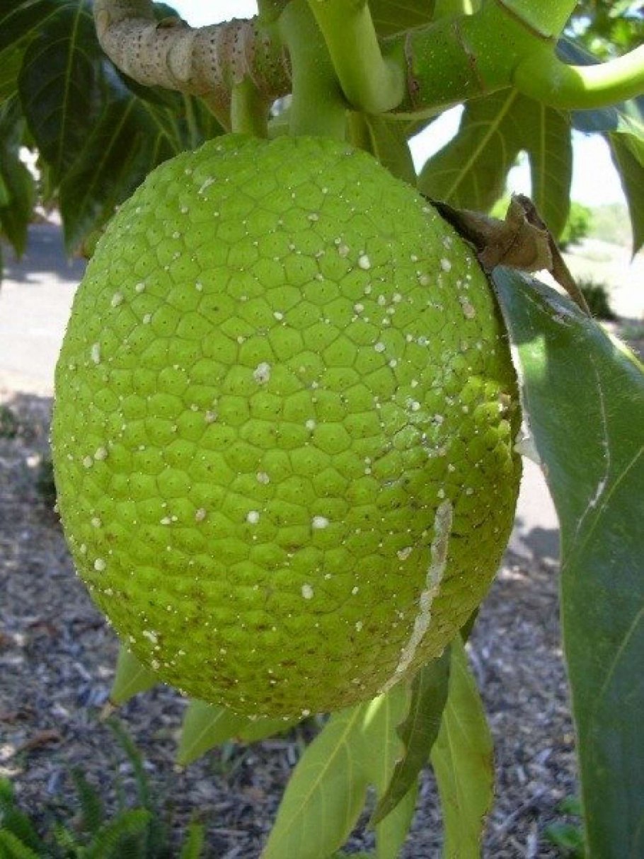 Artocarpus altilis