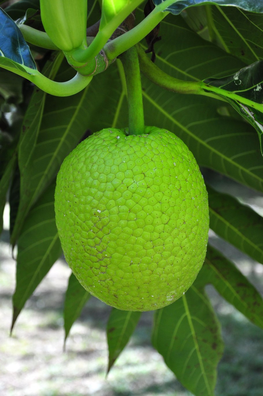 Artocarpus altilis