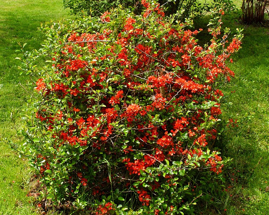 Японская айва кустарник