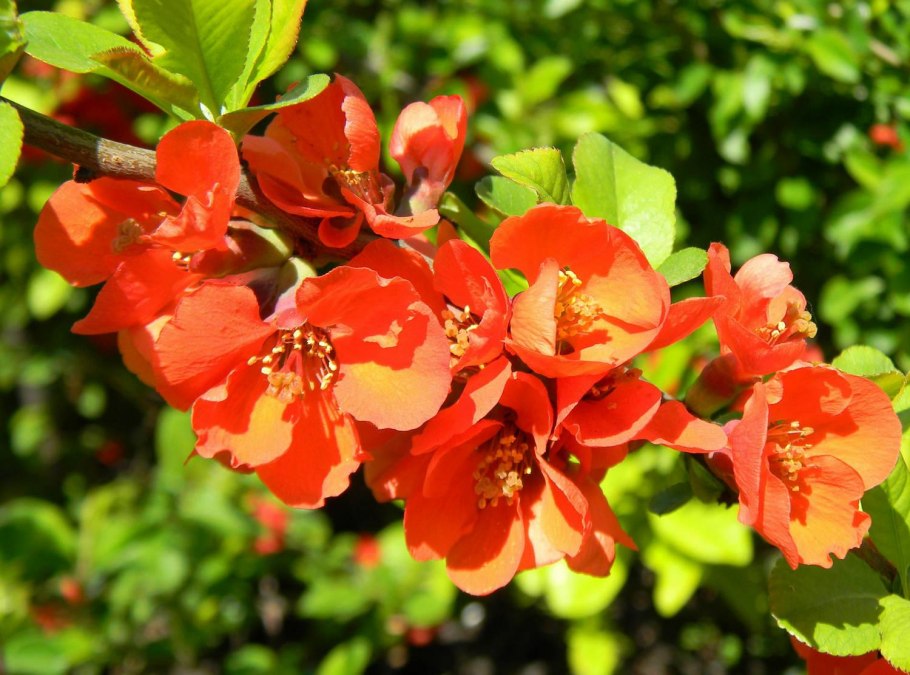 Хеномелес Маулея