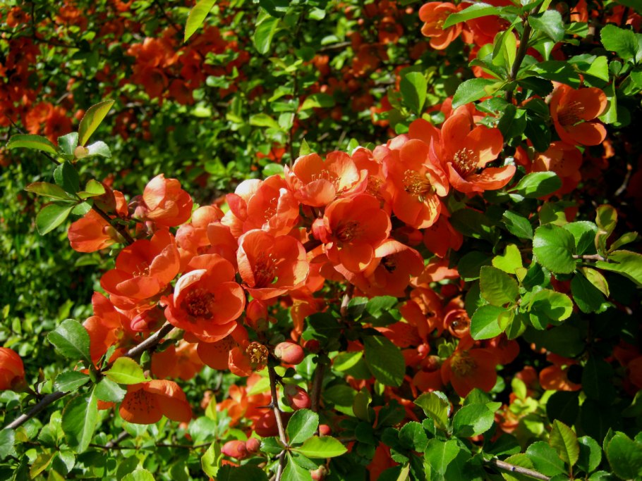 Айва японская куст