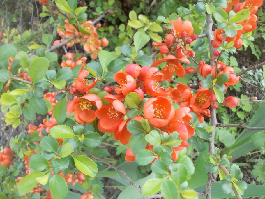 Айва японская ред Джой