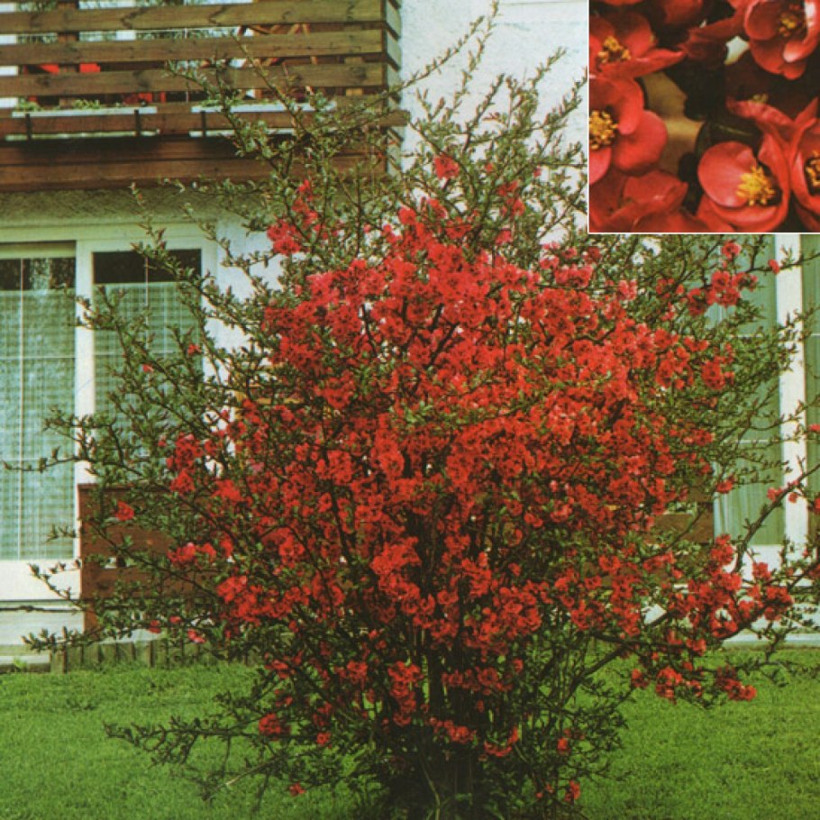 Айва (хеномелес) великолепная Файр дэнс (с2)