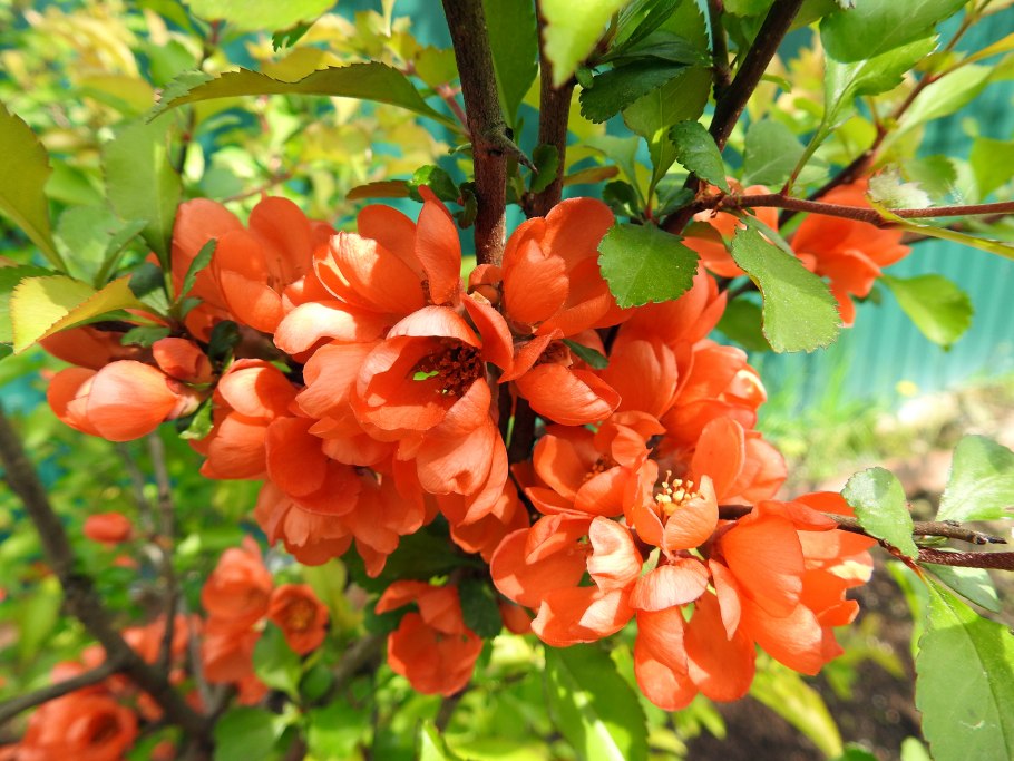 Хеномелес Маулея, японский