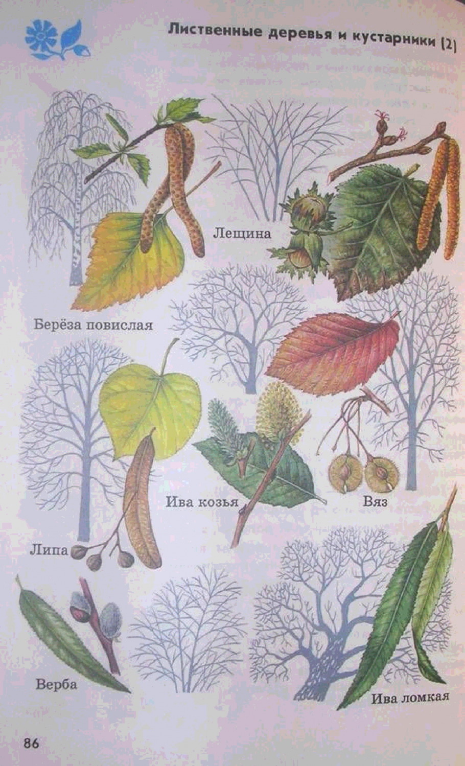 Атлас определитель кустарников лещина