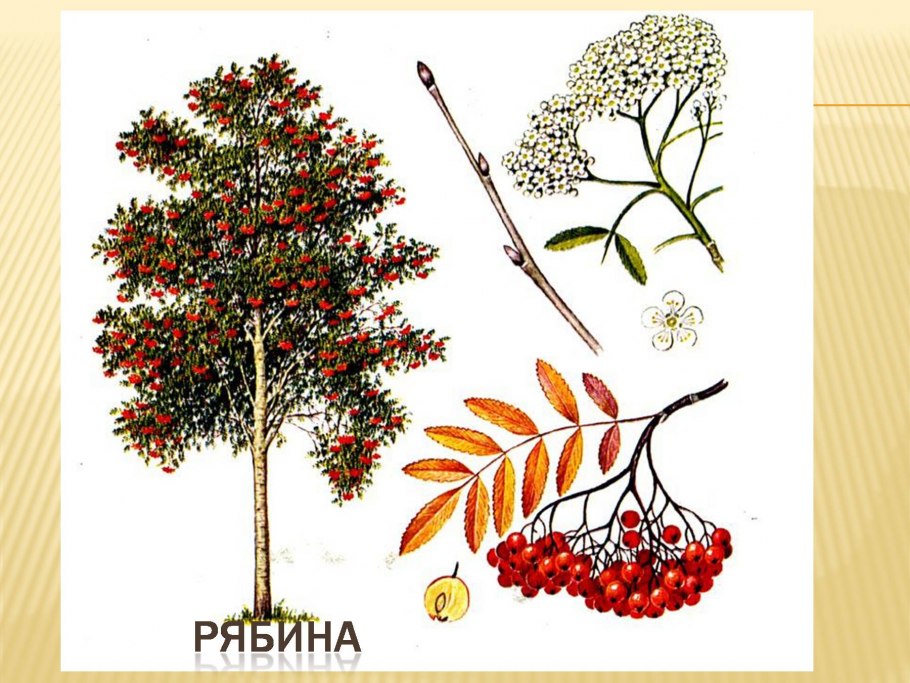 Рябина фото дерева