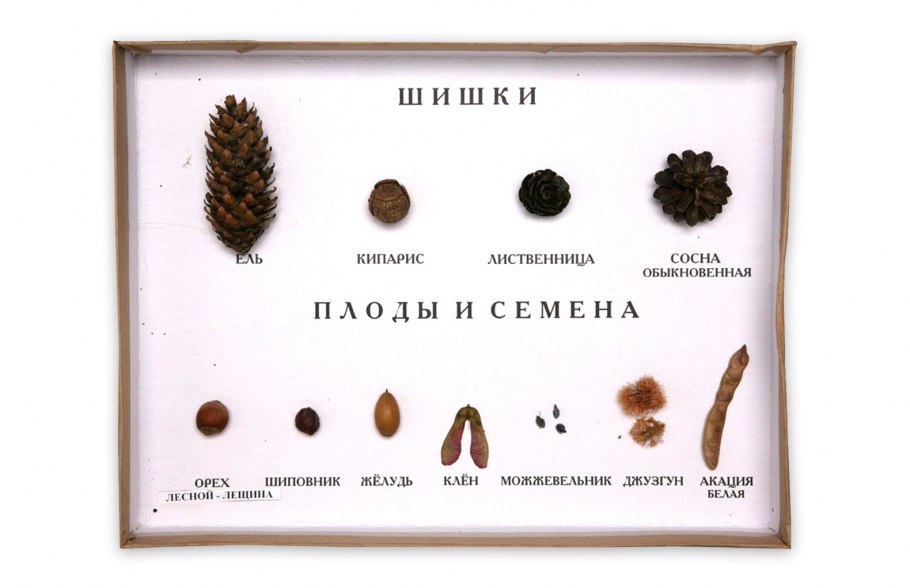 Семена деревьев и кустарников