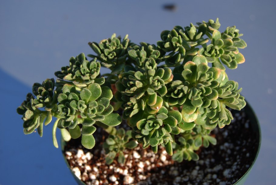 Цветок аихризон дерево