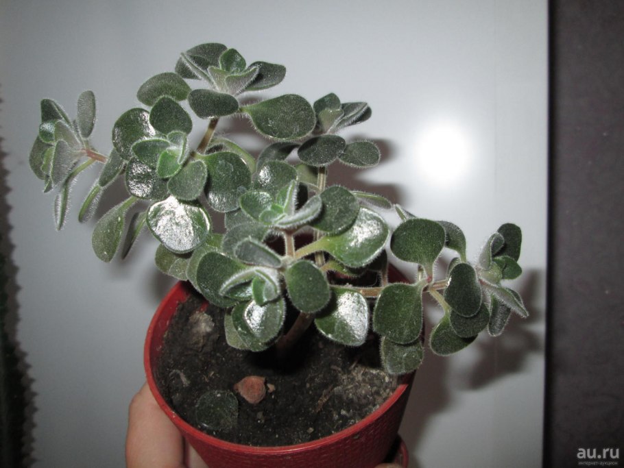 Аихризон “дерево любви” или “дерево счастья”