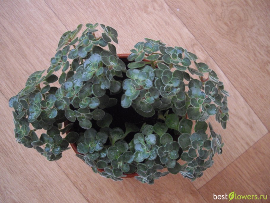 Аихризон и денежное дерево