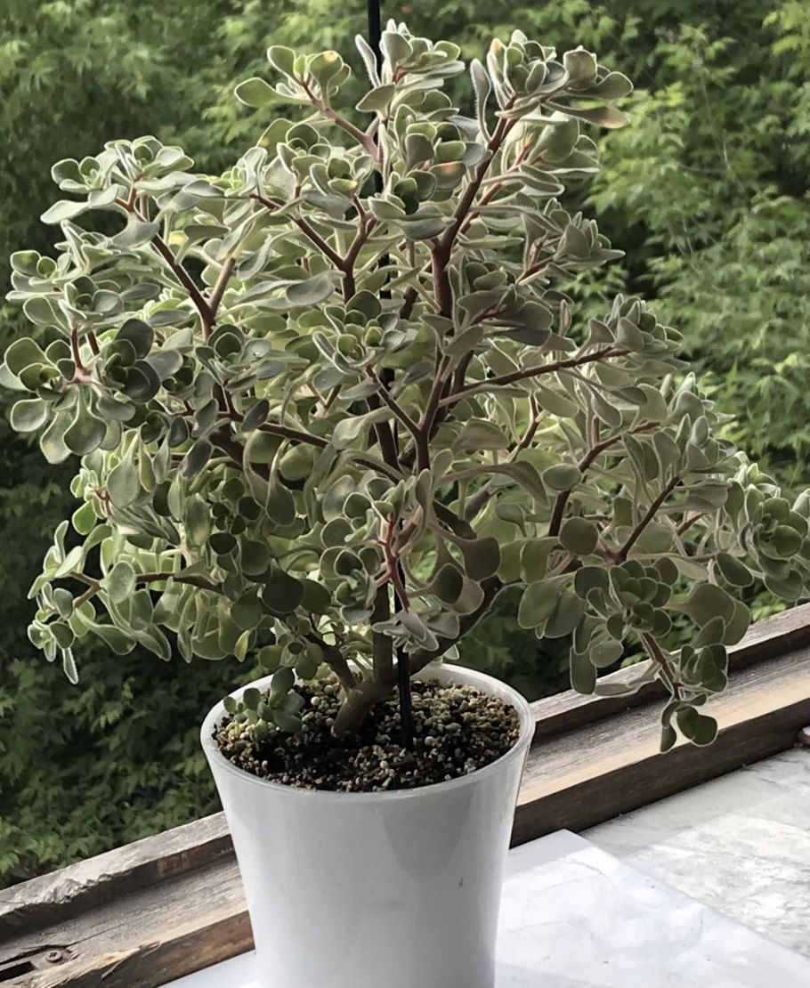 Аихризон Мирт гибискус