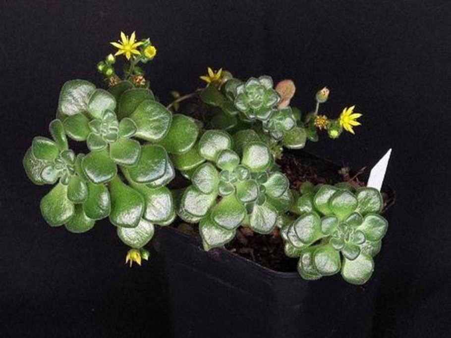 Аихризон извилистый (Aichryson tortuosum)