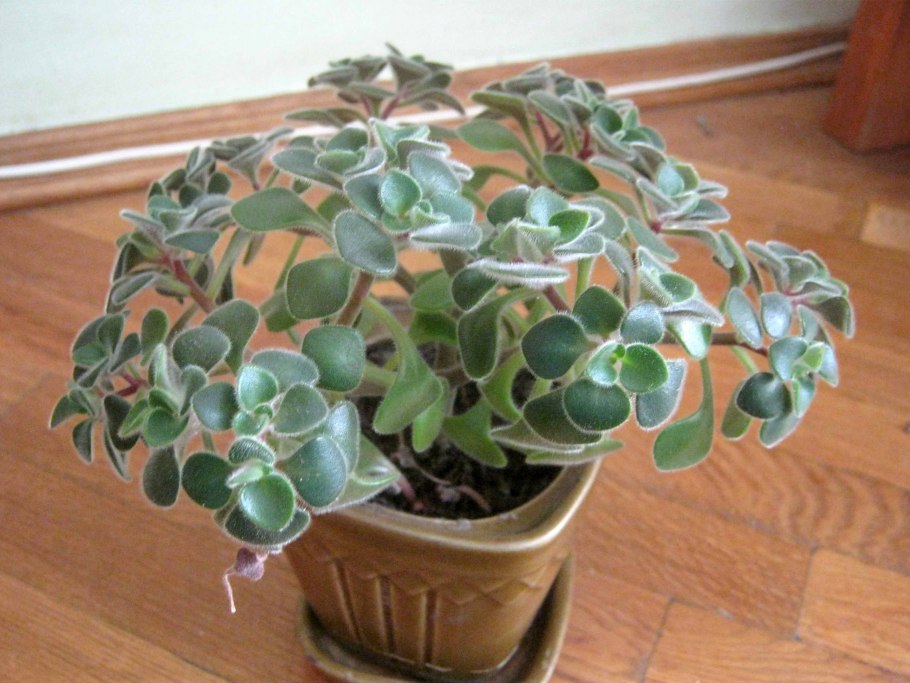 Аихризон Бетанкура