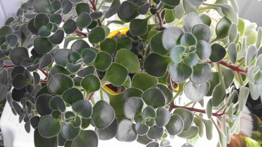 Аихризон цветок