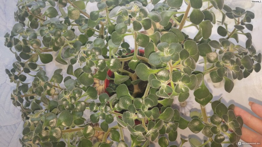 Толстянка аихризон