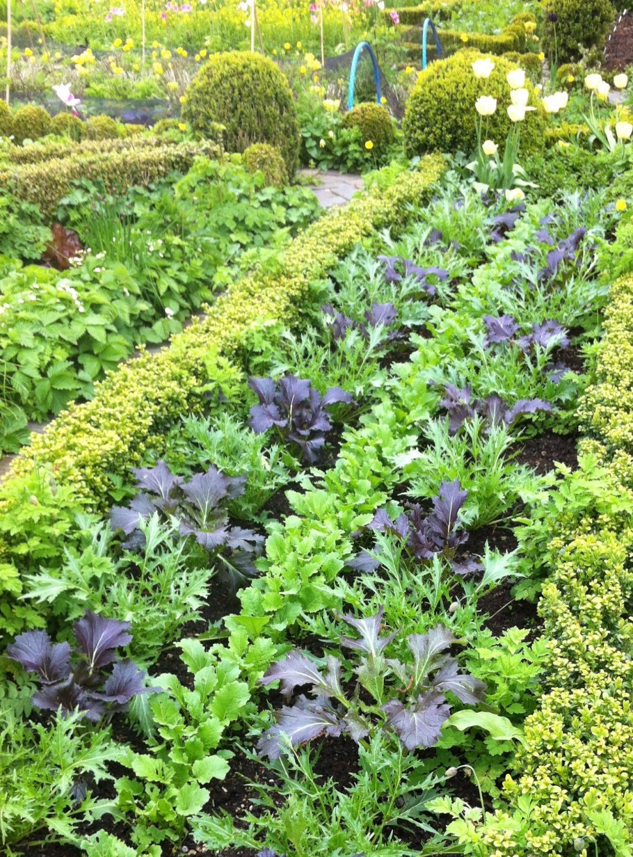 Пермакультура соседство овощей