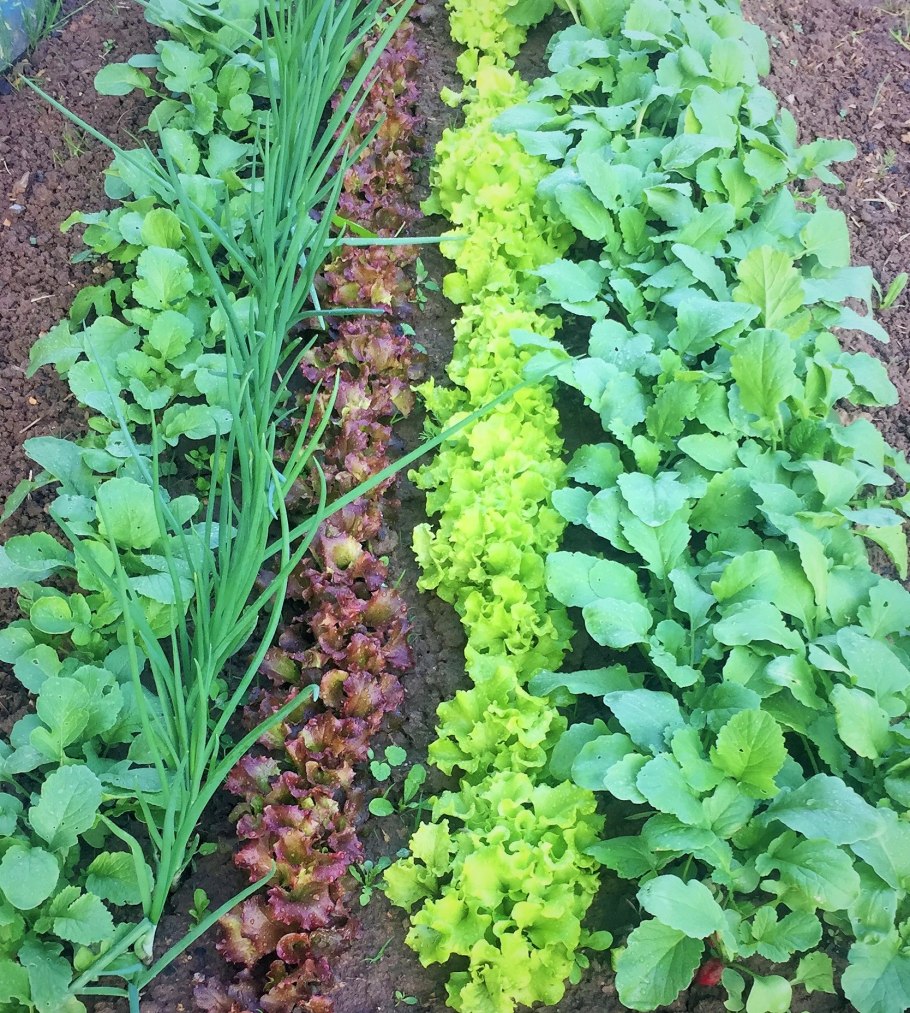 Смешанные грядки