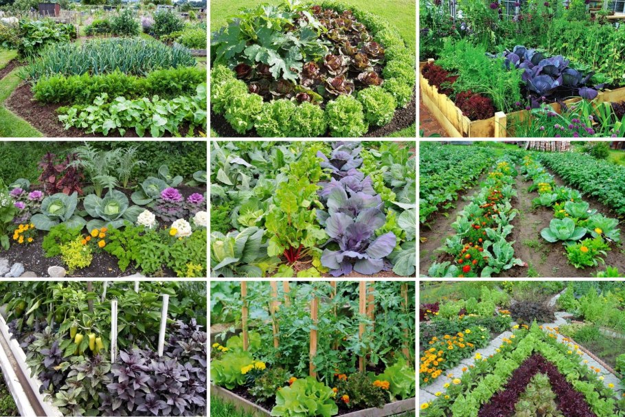 Растения огорода