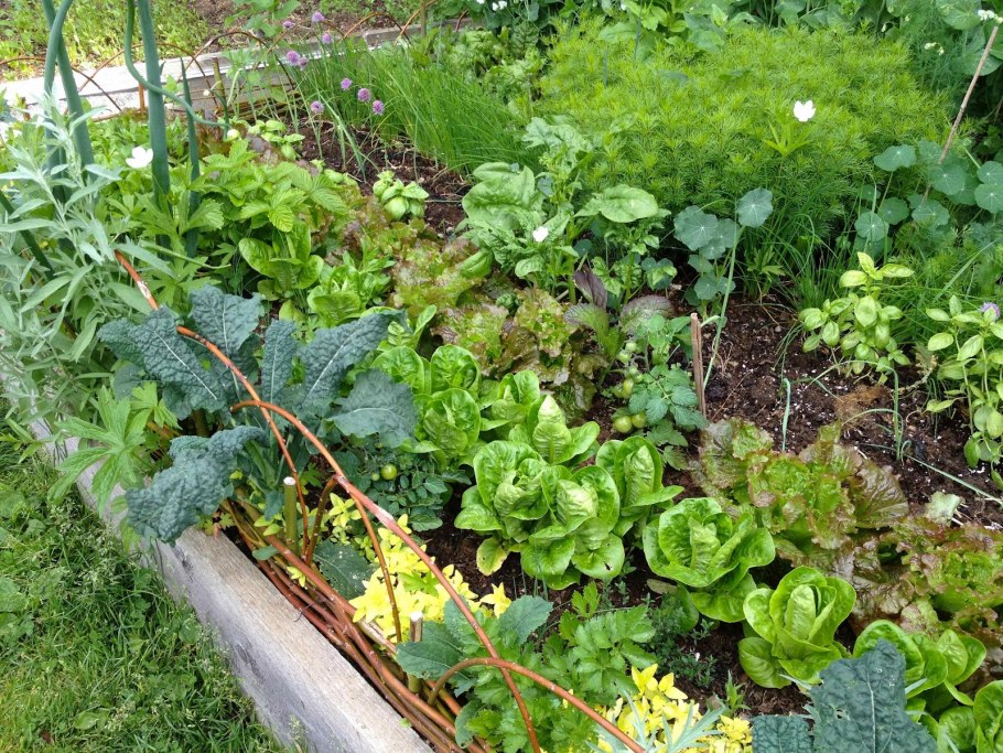 Капуста совместные посадки