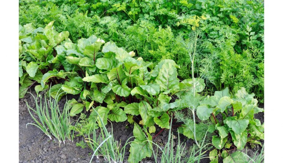 Смешанные грядки с капустой