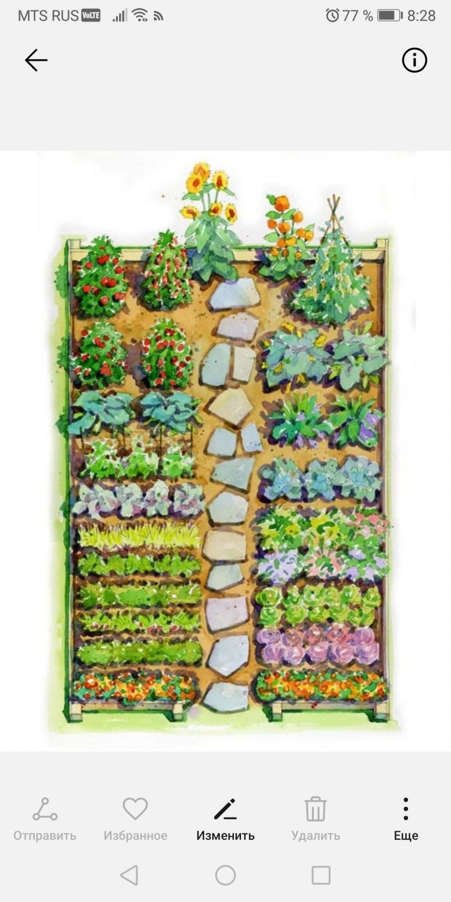 Смешанные грядки схемы посадки