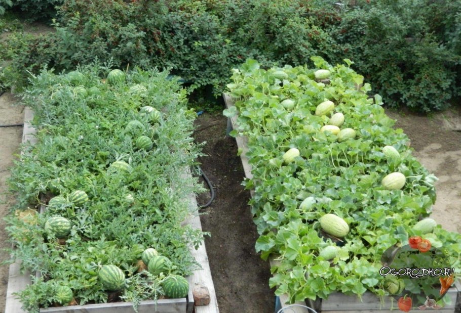Грядка для арбузов
