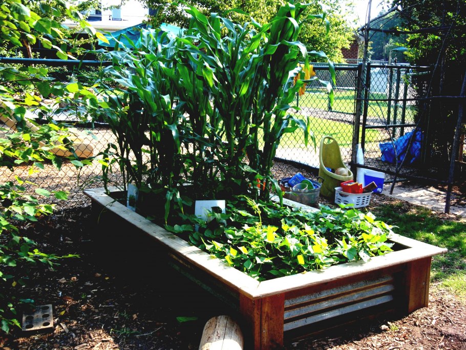 Грядки с овощами и цветами