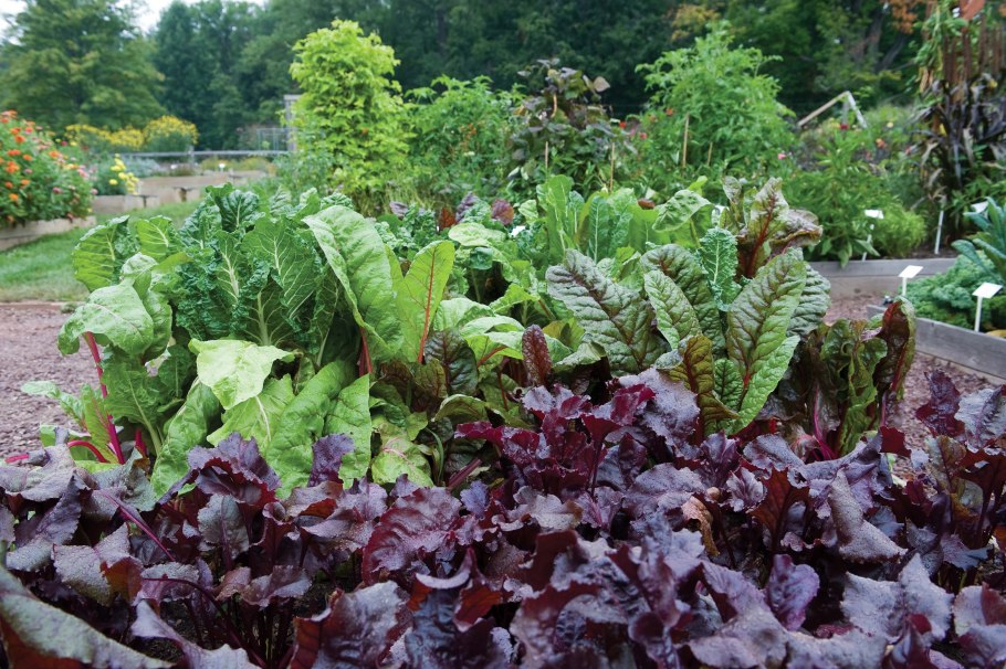 Смешанные овощные грядки