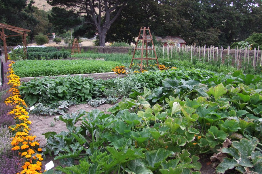 Цветы на грядках с овощами