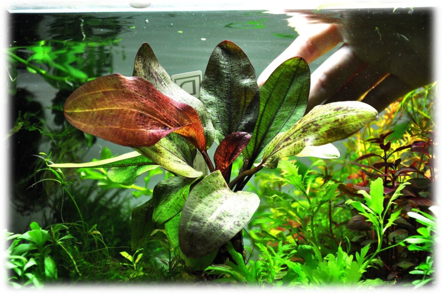 Эхинодорус амазонский, "Амазонка"