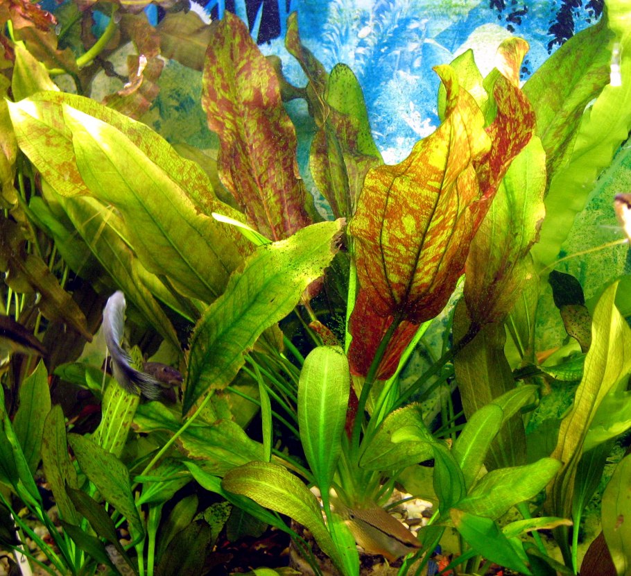 Эхинодорус Шлютера