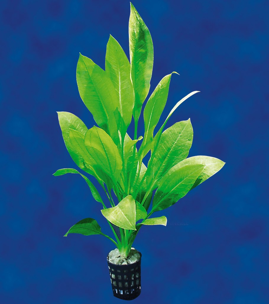 Эхинодорус Блехера