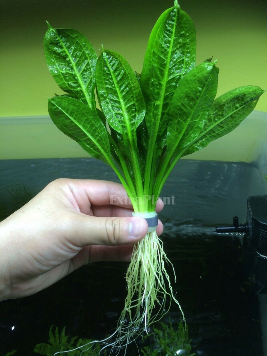 Эхинодорус дарк Бьюти