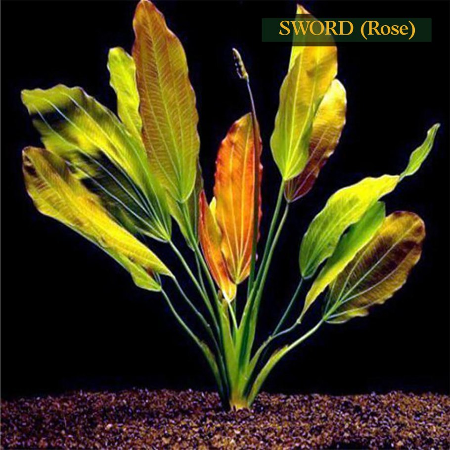 Эхинодорус парвифлорус Тропика